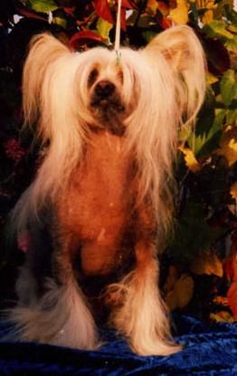 Idal El Top Takemara