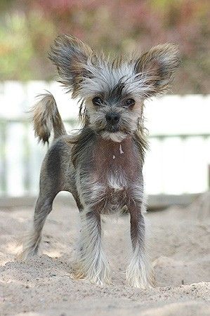 Tirlittan Columbo Brown