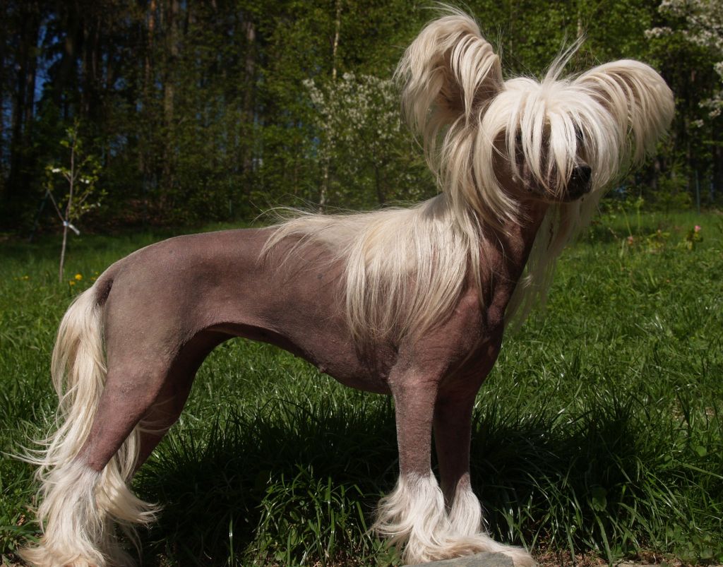 Alanis Divoký tymián