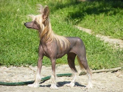 Hi Kuy Kataka Avokaduh