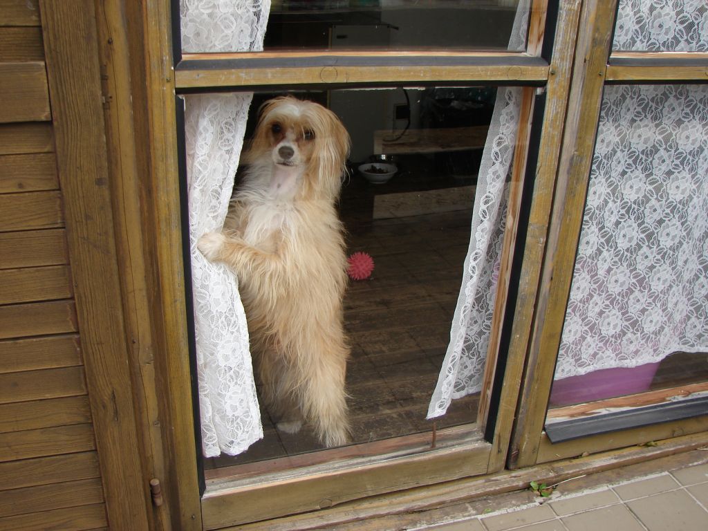 Acai Yun Magic Magpie