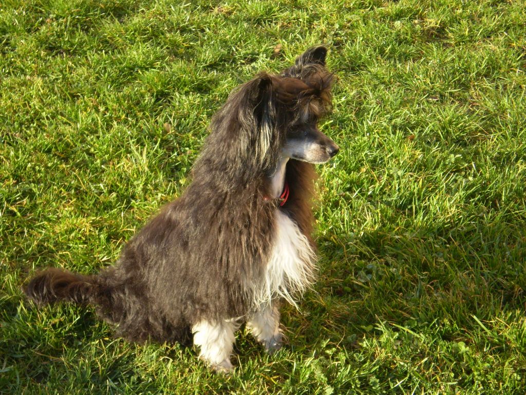 Isiqui Powder Ankadi