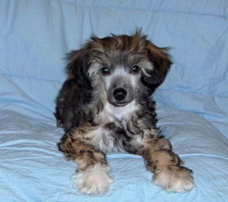 Maldinis Paco Rabanne