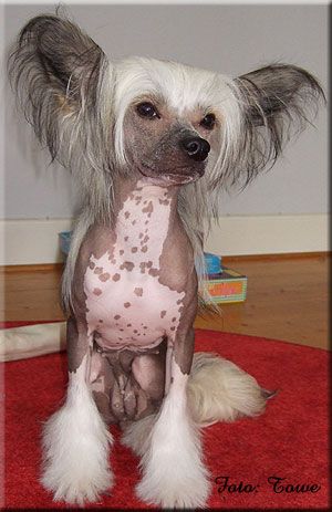 Marachinos Jaga Forever