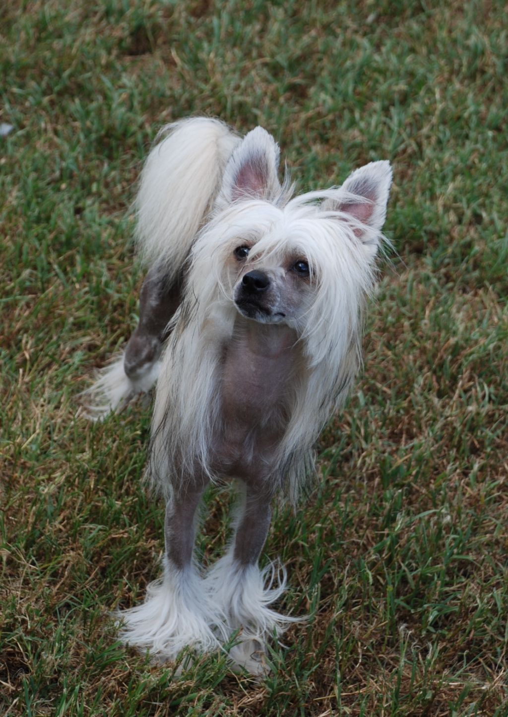 Olivera's Shake Dat Laffy Taffy