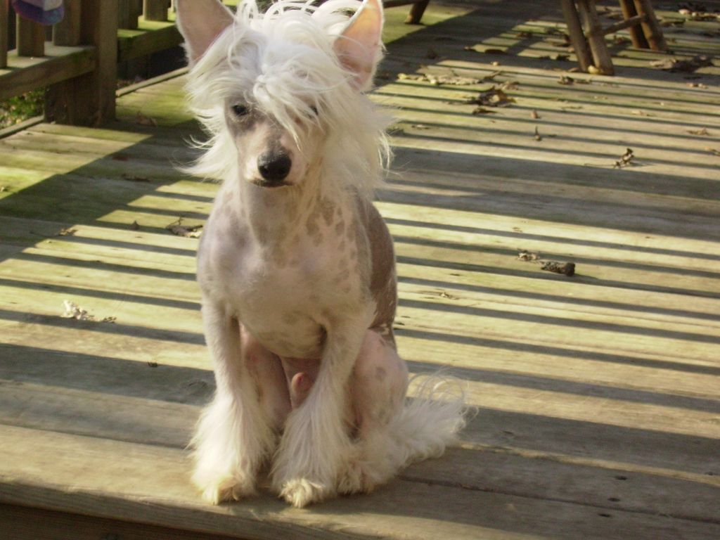 CCParadise N RCrested Anakin