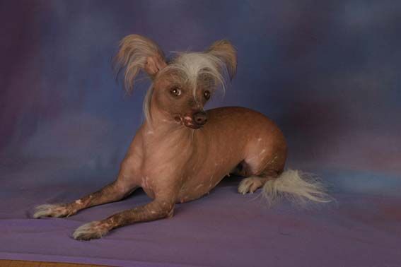 Rus Ekzotik Avenyu Iriska