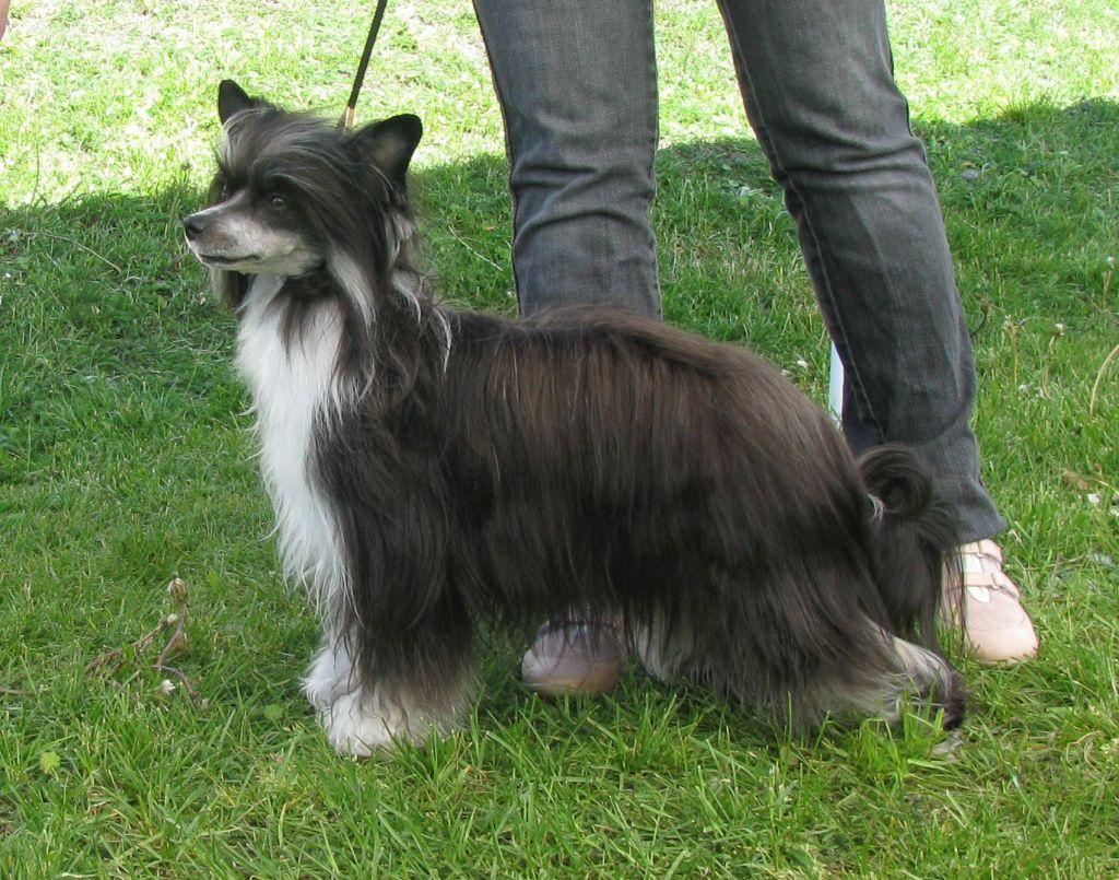 Shadow White Be Black Mamba