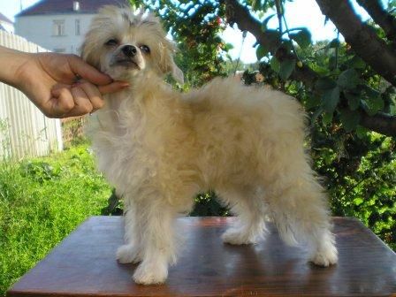 Carevna Muza Lunar Sonata