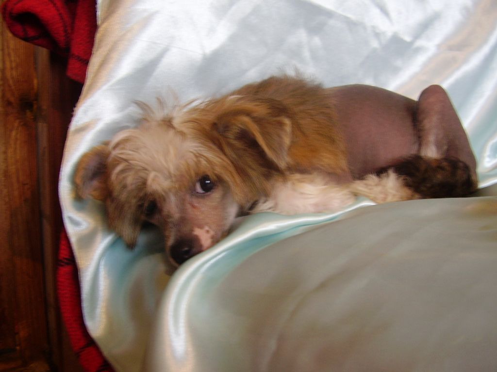 Celoziya Golden Plume Lunar Sonata