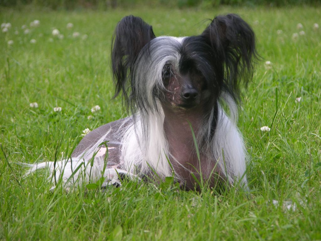 Fantastik Kashmir Grace Forever