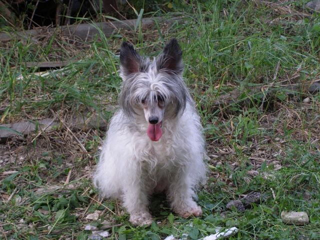 Schastie Moe Iz Korilevstva D'Alba