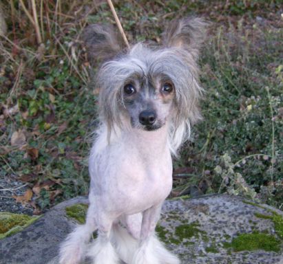 EZA's Ivan P Stomperwillow