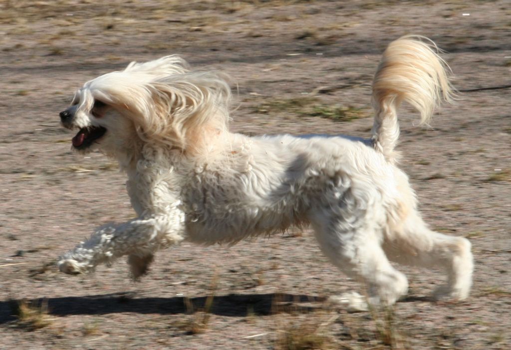 Habiba Cool N' Kilted