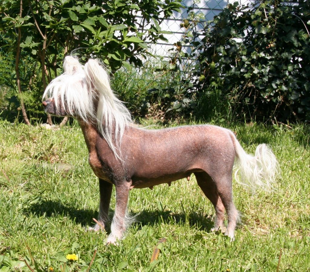 Habiba Highland Fling