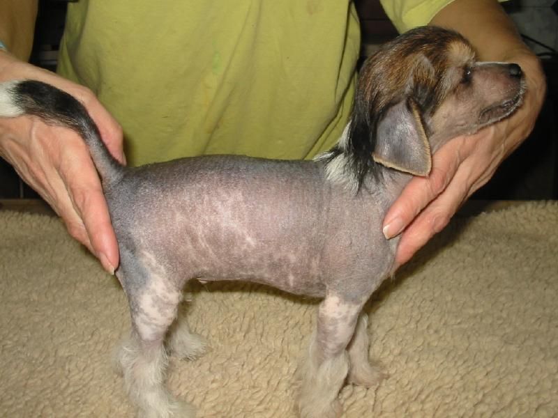 Pinochio of Stonefield