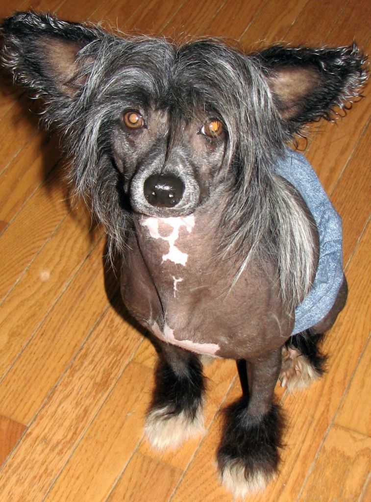 Roc N Roll Wolfman Jack