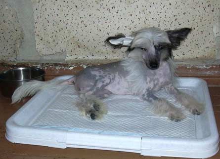 Tamerlan Beshtau Valutnaja Machinacija