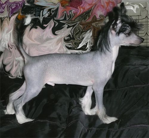 Casa Del Caboom's Challanger 