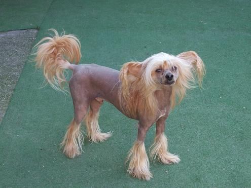 Julian Kalis z Treste