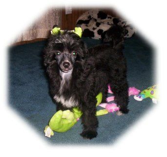 Maju Dark Side Of The Moon