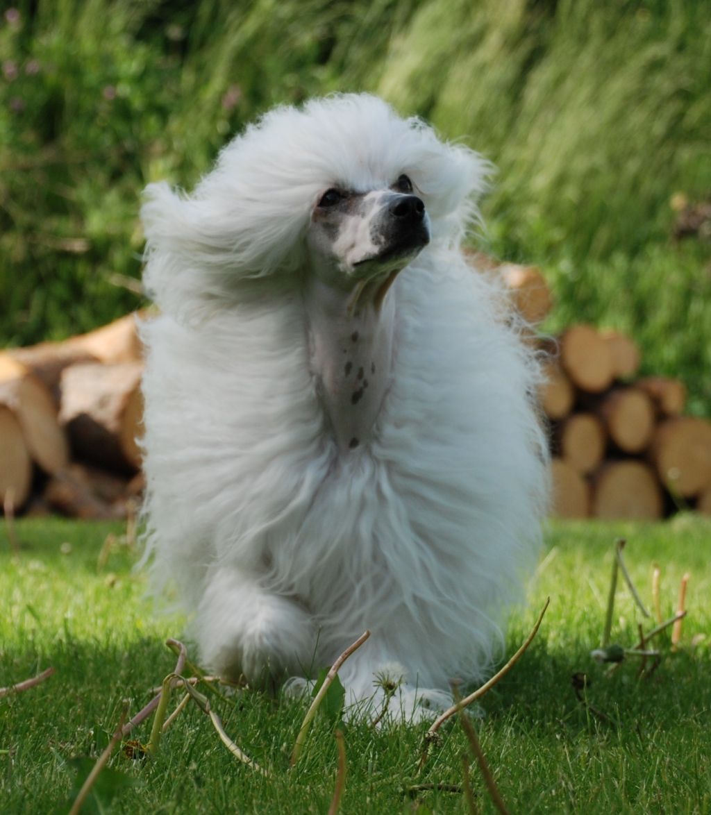 Chinese Pearl American Chelsea