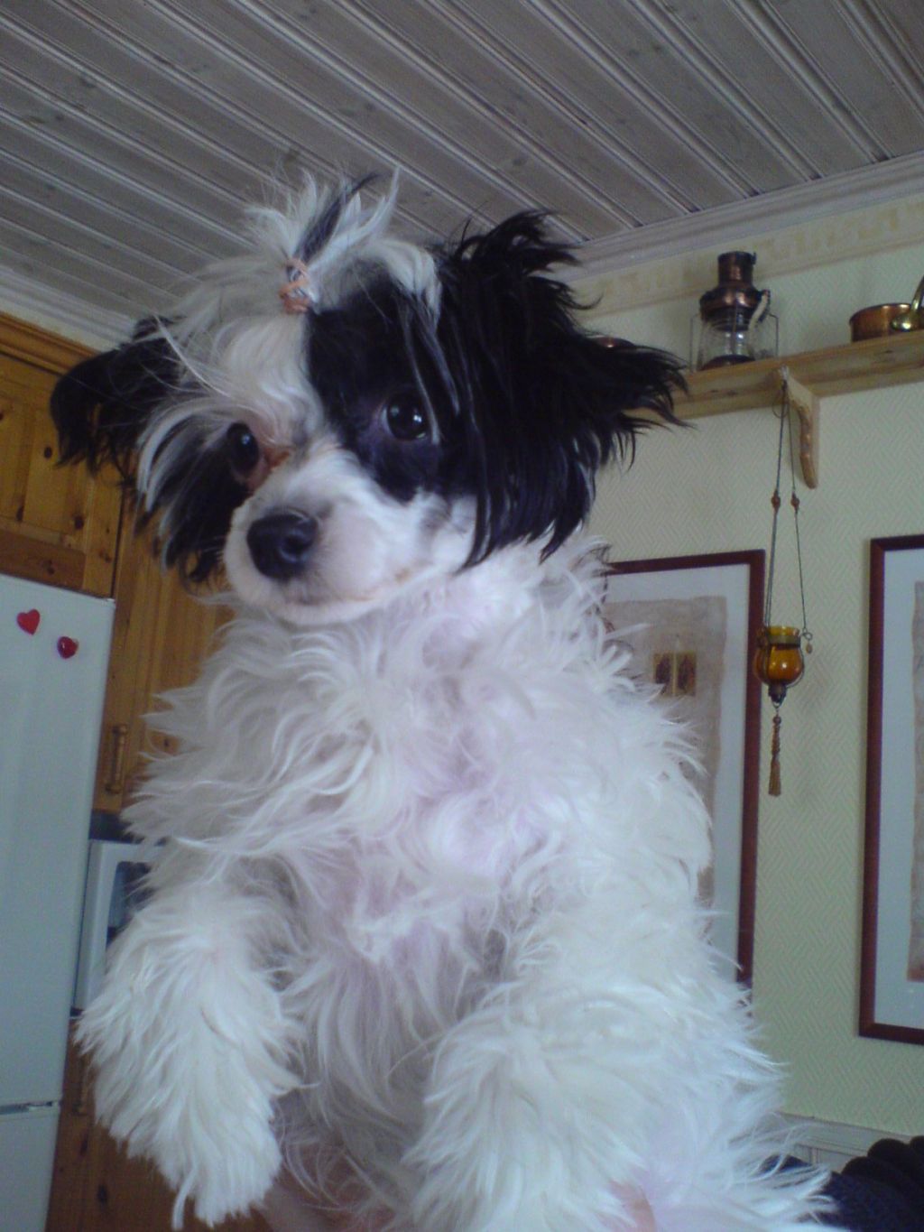 Silverekens My Fair Lady