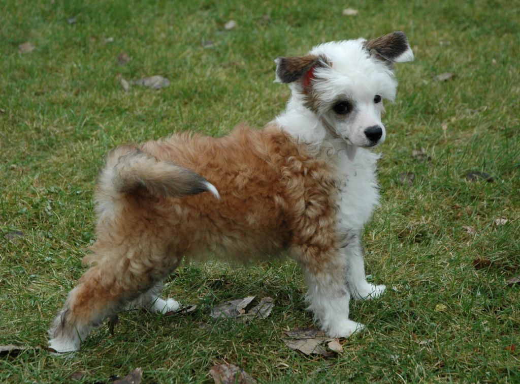 Trønderpia's Heavy Spirit