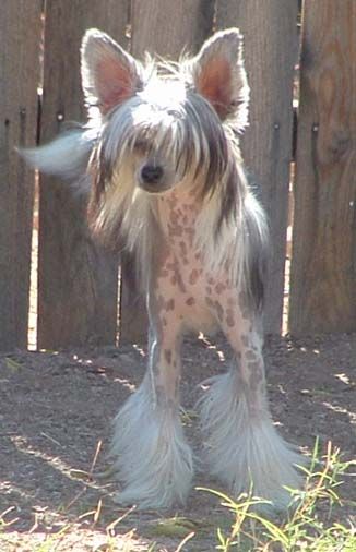 Crest-Vue's Sky Blue