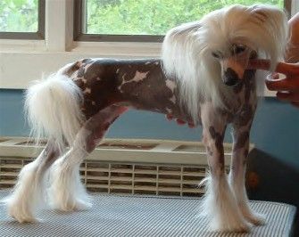 Crest-Vue's Hallo-weenie