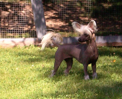 Xodix Angel Knocking On My Door