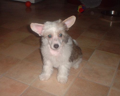 Xodix Angel Coming In My Dreams