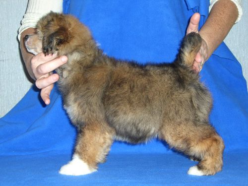 Volshebnaja Loshadka Oliver