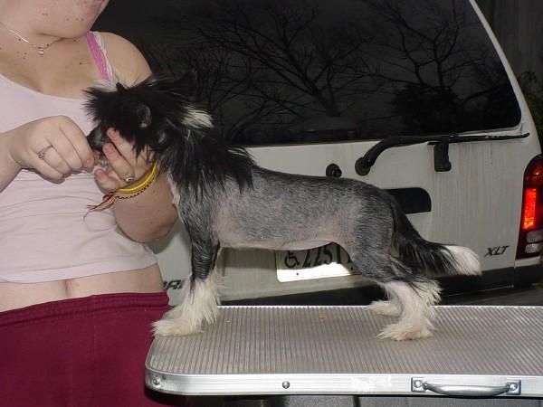 Llynraven Bayshore A'Dorable 