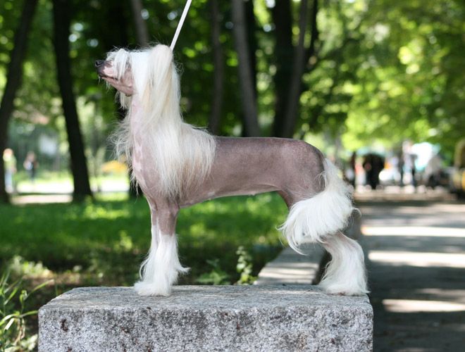 Fantastik Kashmir Odri My Love