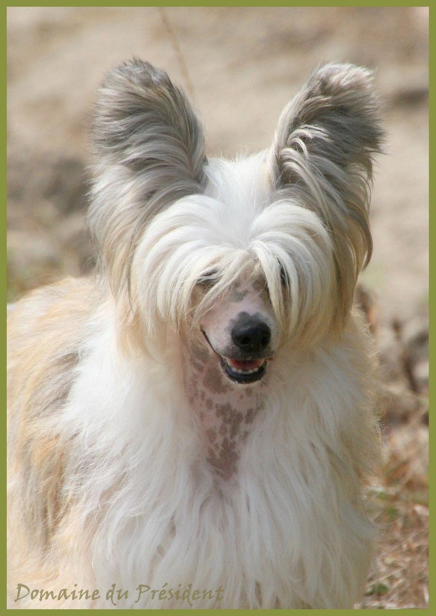 Betsy Booty du Domaine du Président