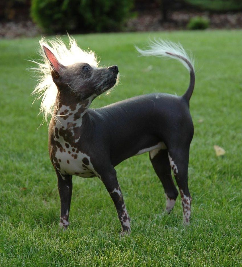 Campanilla Wiatr Pustyni