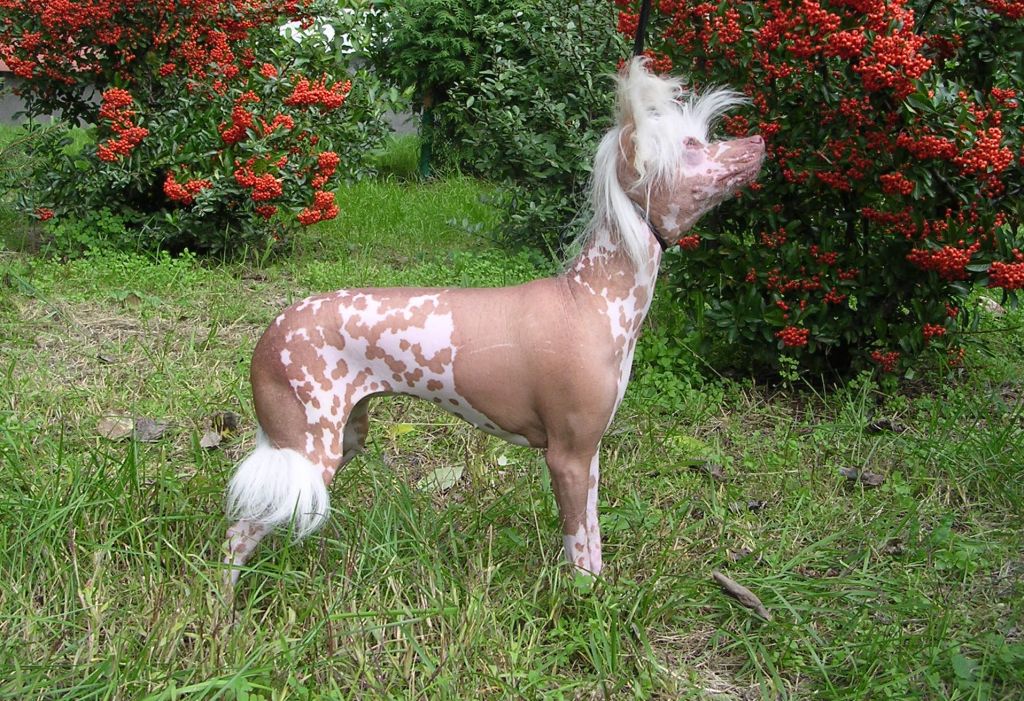 Calabria Wiatr Pustyni