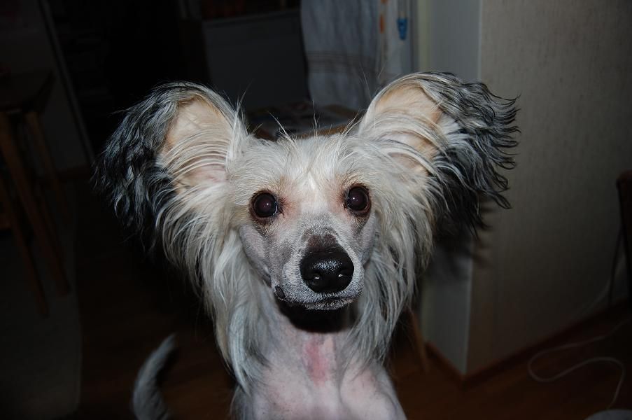 Pinky Twinky Buffo Boccaccia