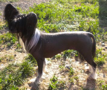 Suanho's Shakori Spirit