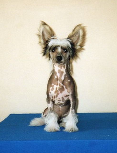 Dixon Daniela's Genus