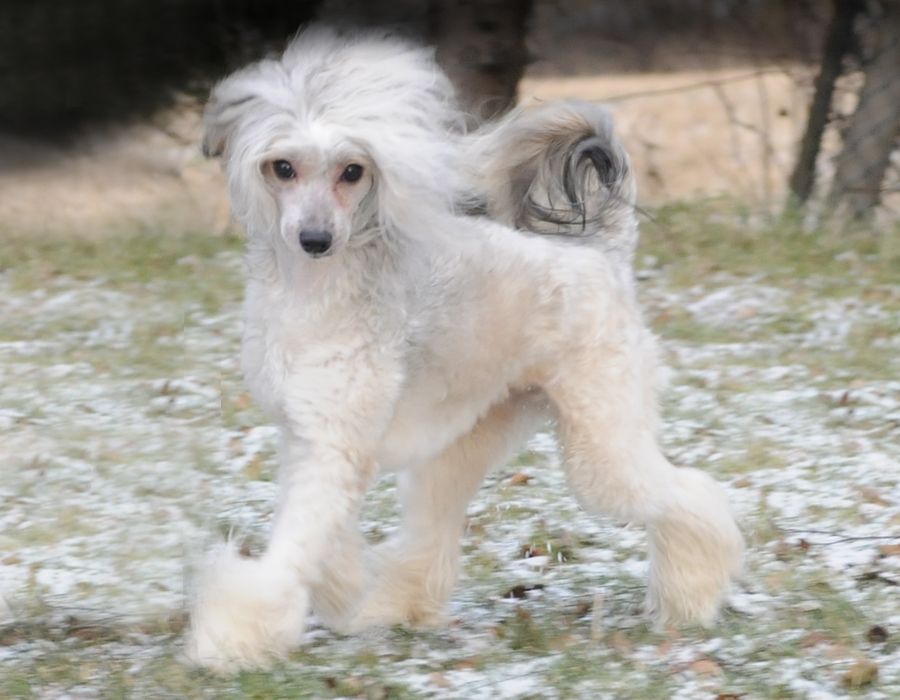 Sunstreaker Bragging Rights