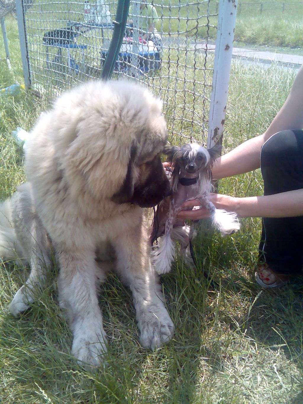 Hortensja z Ogrodu Fauny