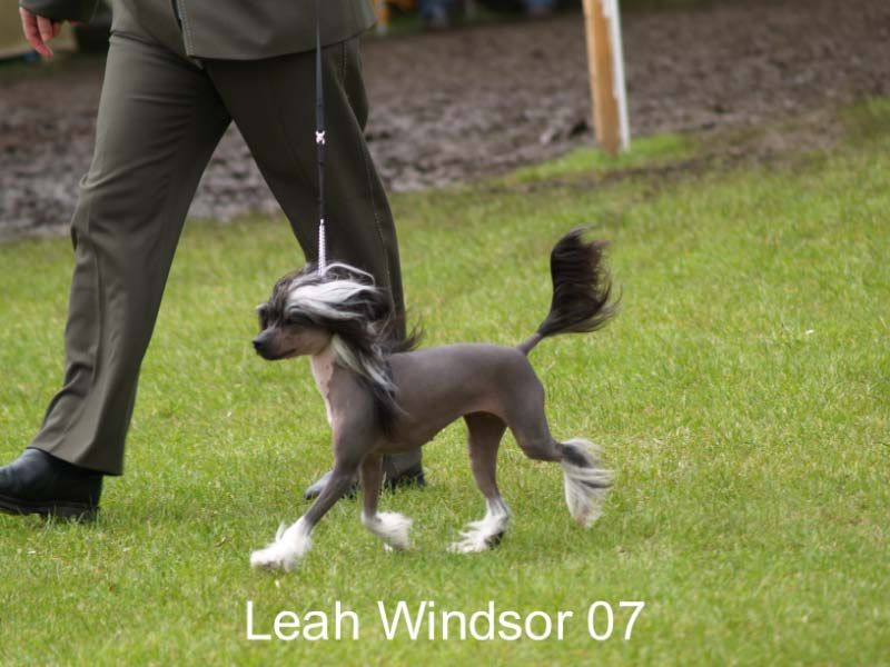 Lemiz Princess Leah for Brodiegan