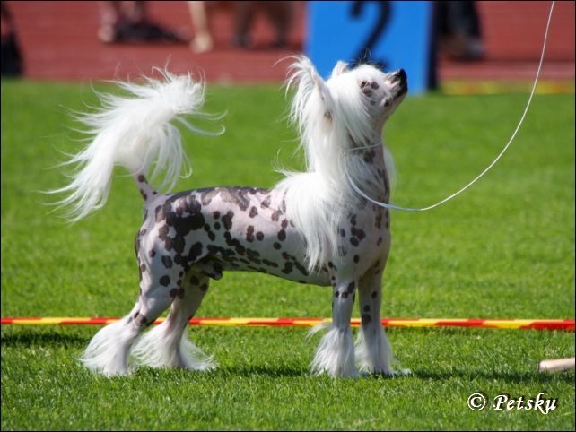 Zorrazo Earthworm Jim