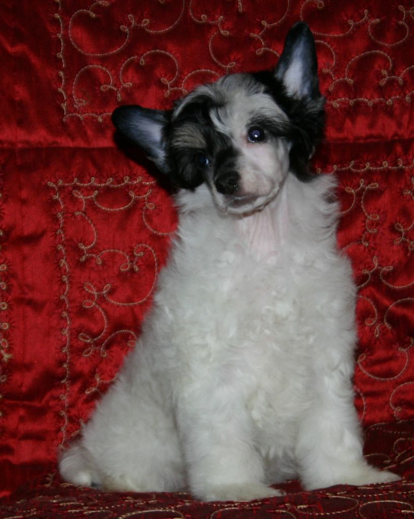 Zorrazo Eye Of Horus