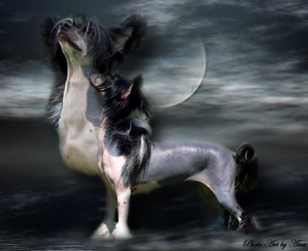 Zorrazo Endless Saga