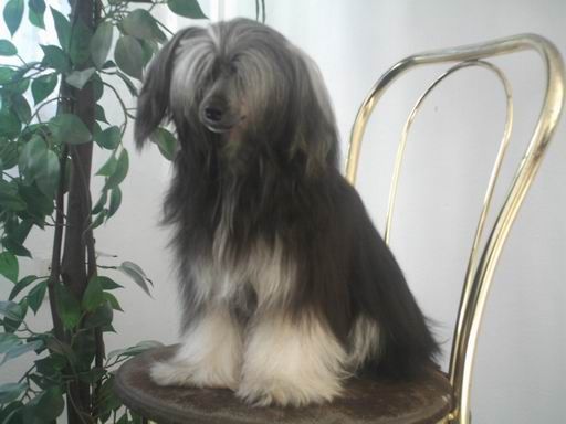 Olegro Katrin Amelia Misty