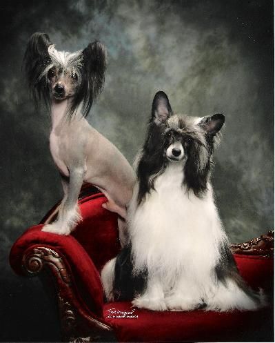 Laptop Leader Of The Pack