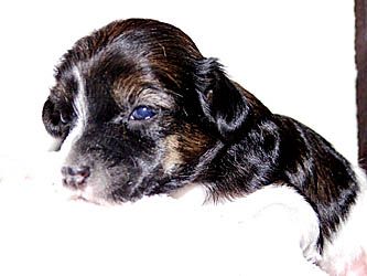 Oriental Jokes Barbe Noire